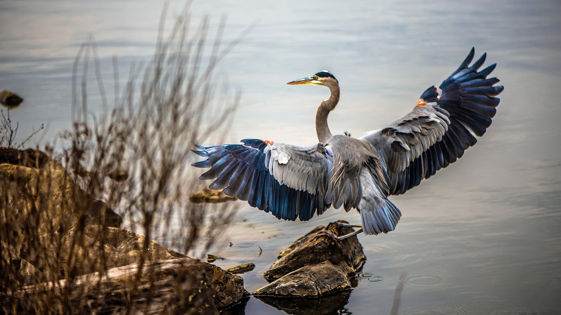 联合杯,以国家之名的惊雷,碾压旧王权的年终盛宴