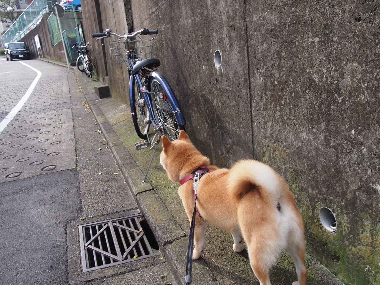冰与火的交响，印度队险胜丹麦队，陈雨菲刷新纪录下的体育叙事