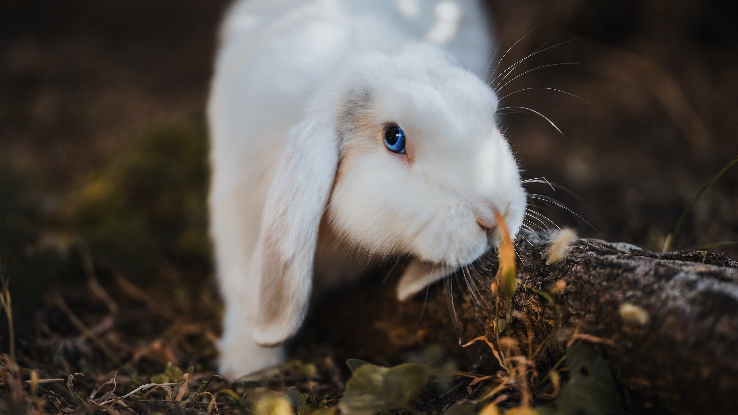 钢铁意志下的新荣耀，兹维列夫扛起德国战车，戴维斯杯横扫东道主