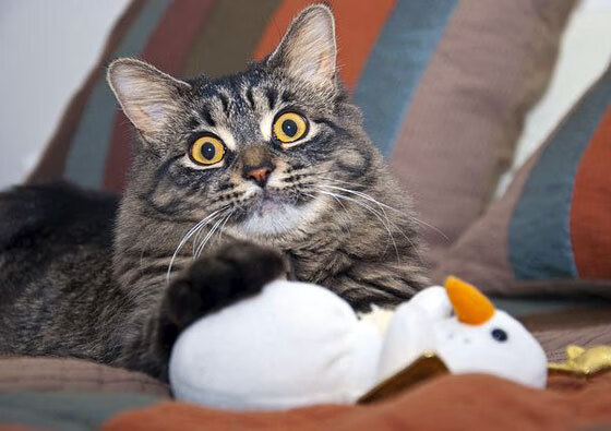 灰熊完胜勇士,西亚卡姆统治全场