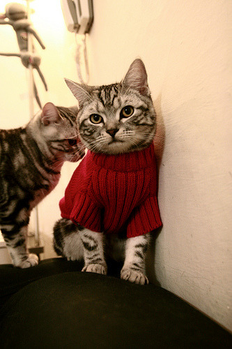 英格拉姆终破心魔！湖人窒息防守锁定狼群，焦点战成就蜕变之夜