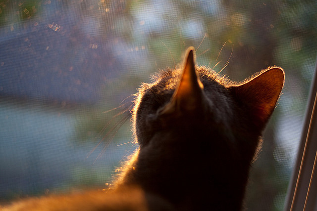终局锁定,C罗的隐形锁链如何让沙特完成史诗翻盘