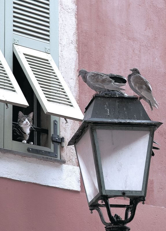 约基奇空降训练场，广东队收割热火的唯一性胜利