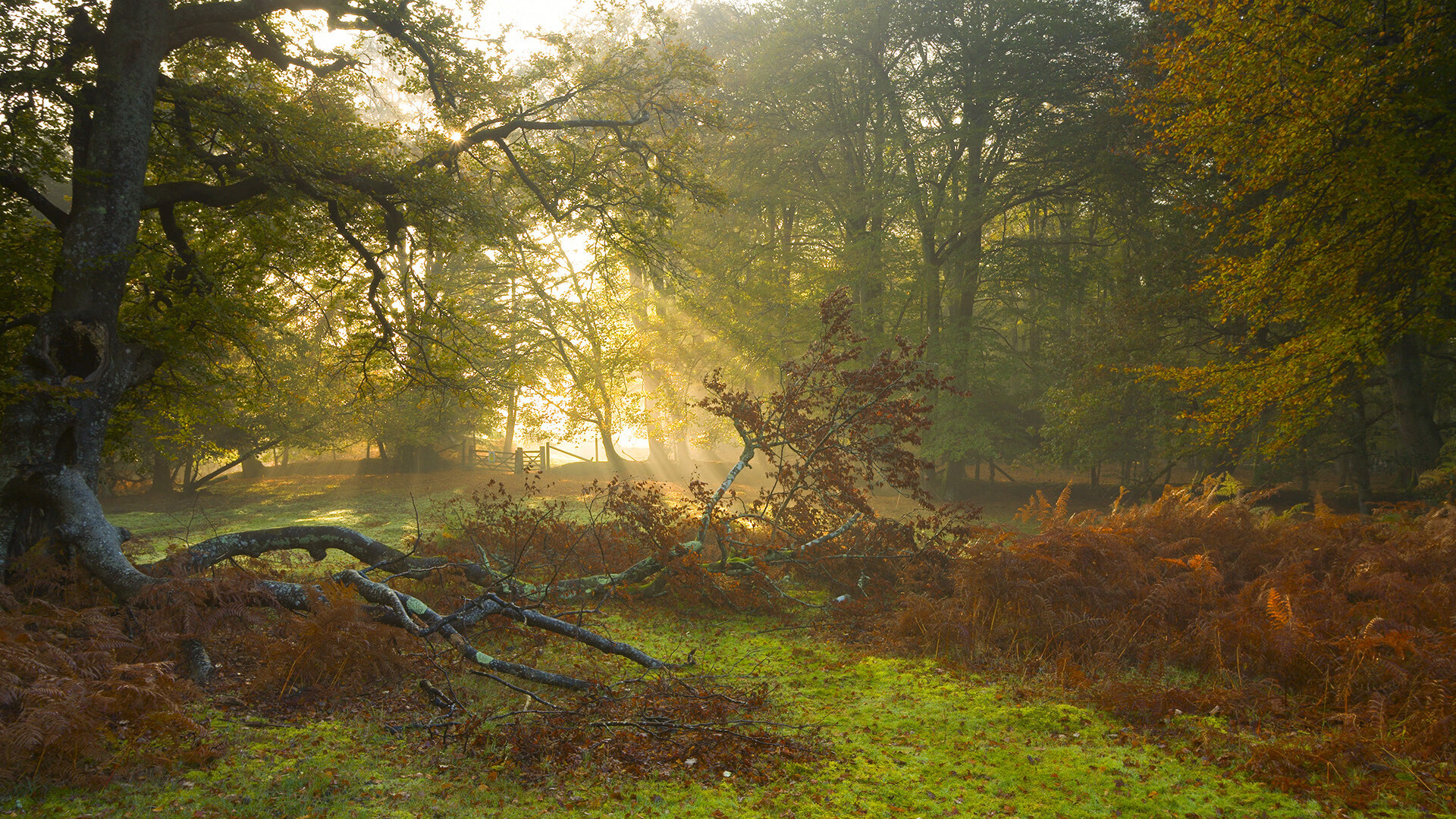坎特爆发映照绿茵场，伊拉克巅峰对决胜韩国创历史