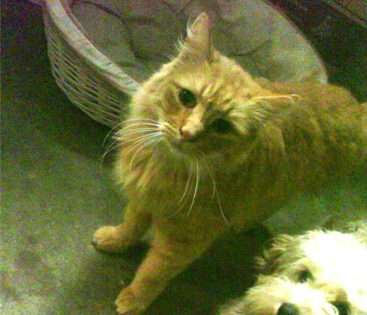 爱游戏大厅-绿茵场与资本的角力，当西班牙国家德比遇见上海收割黄蜂