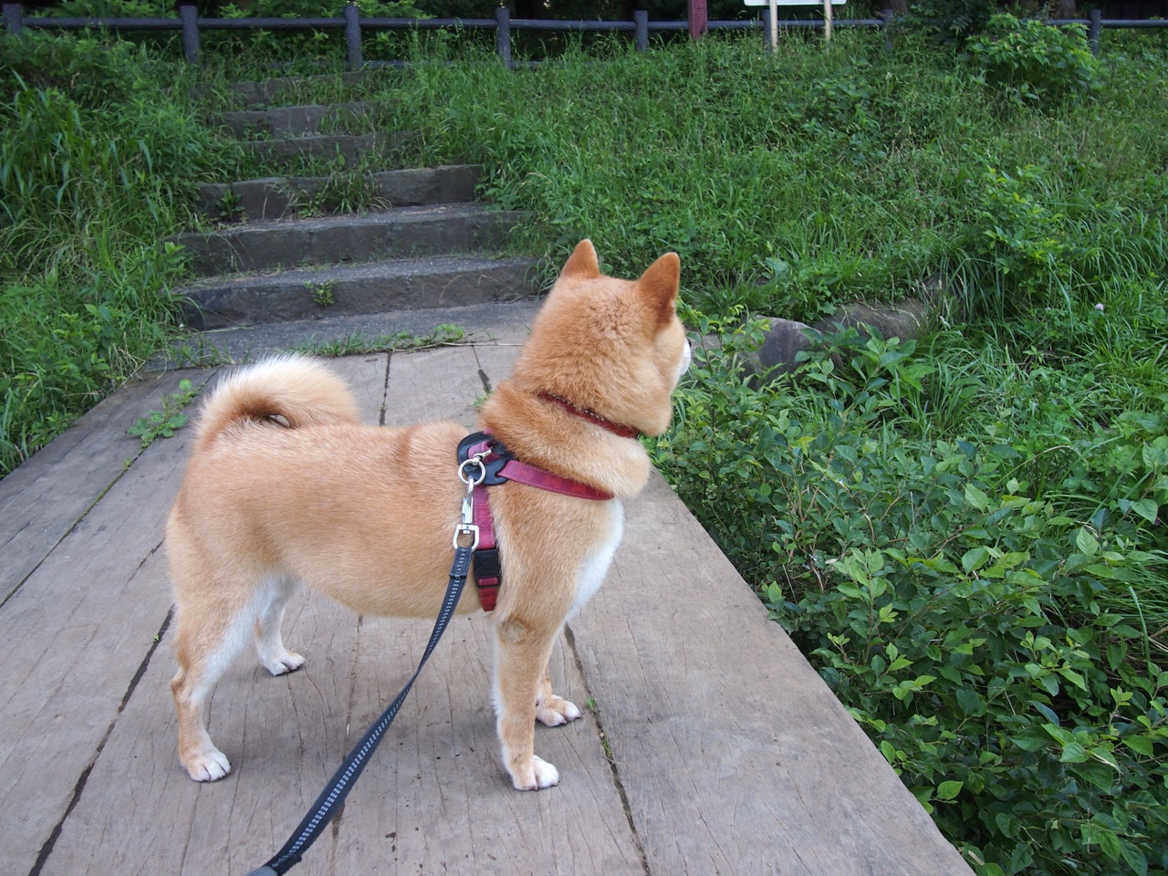 历史错位?平行时空下国王爆冷猛龙的东决焦点战