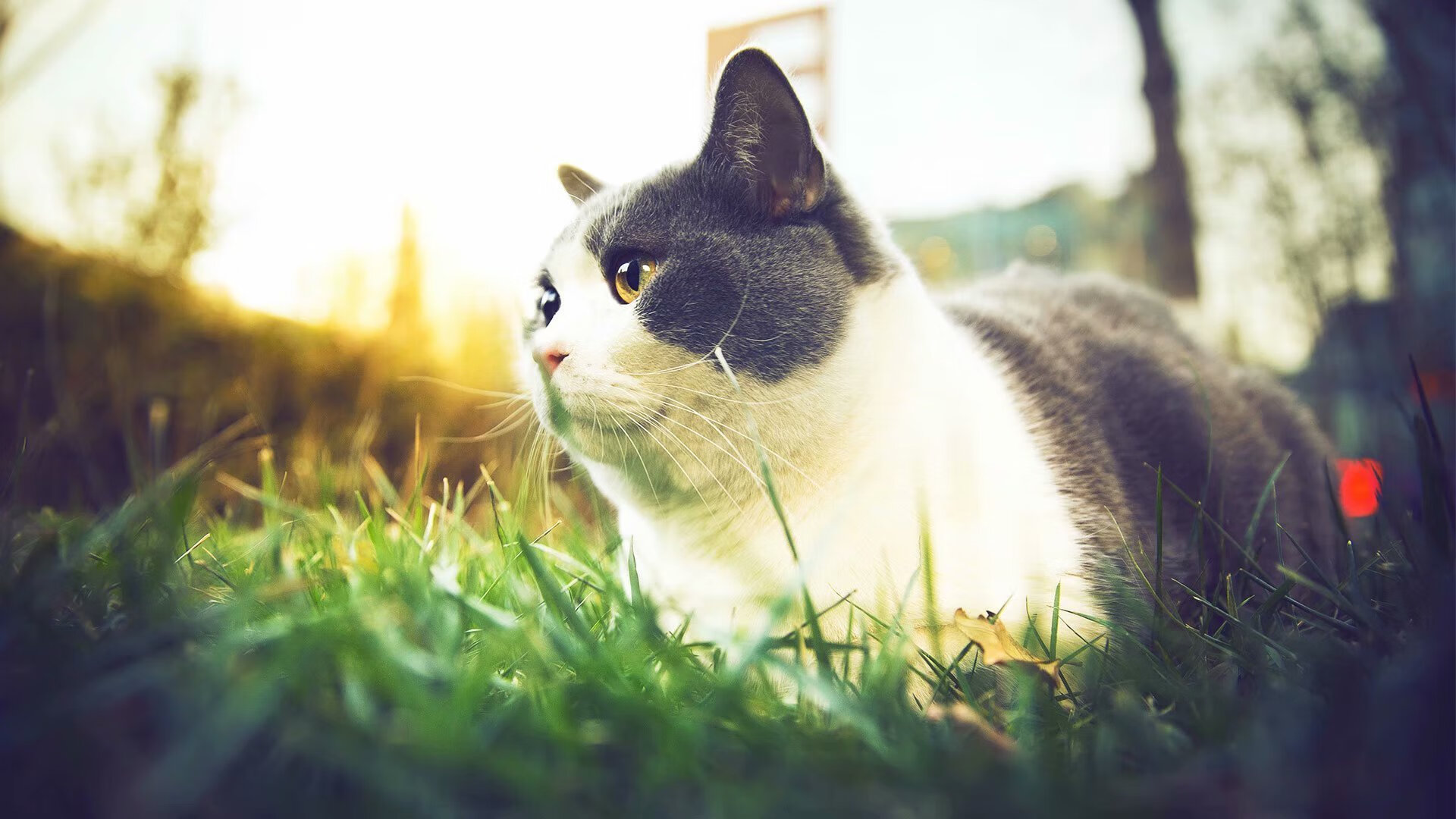 决战时刻，F1的伊莫拉与CBA的广厦，双线争锋揭示体育终极魅力