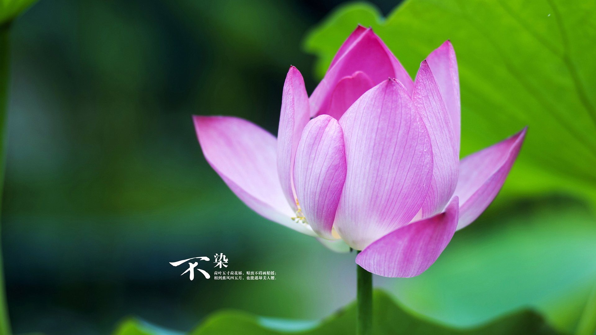 引题，当范乔丹遇上库里—唯一性存在于对抗的洪流中焦点战两记三分定江山 范弗利特证明身价 勇士击穿费城铁幕