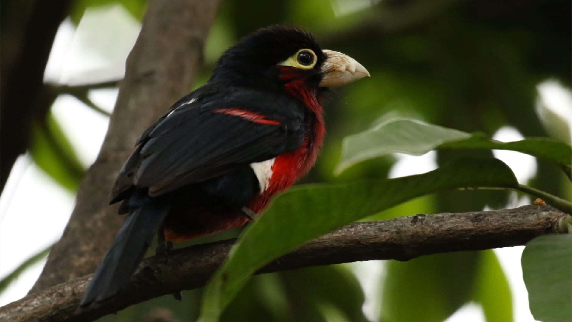 绝杀!斯通斯一锤定音,阿尔及利亚改写历史击沉莱比锡红牛