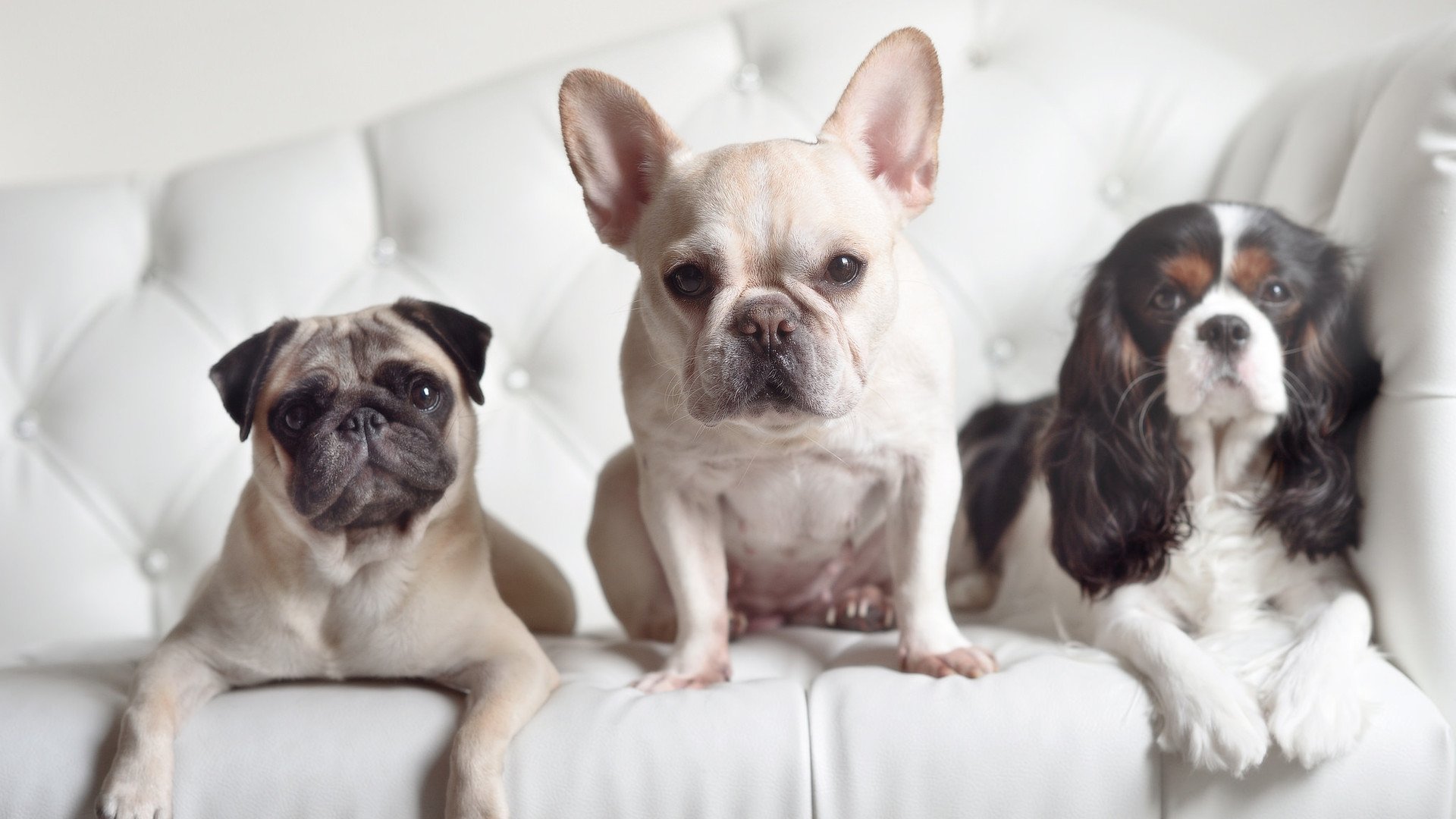 一记改写宿命的头球，弗拉霍维奇如何扛着阿尔及利亚击碎波兰之盾