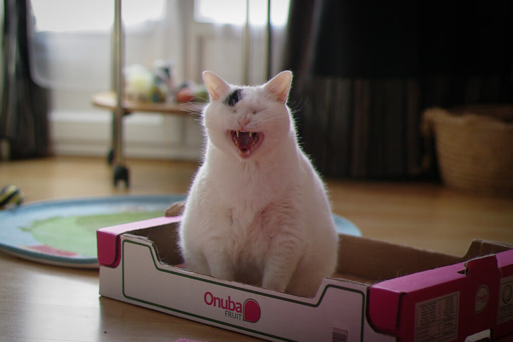 黄河凌波记,当山西血脉遇上洛杉矶星光,哈利伯顿的孤独证道