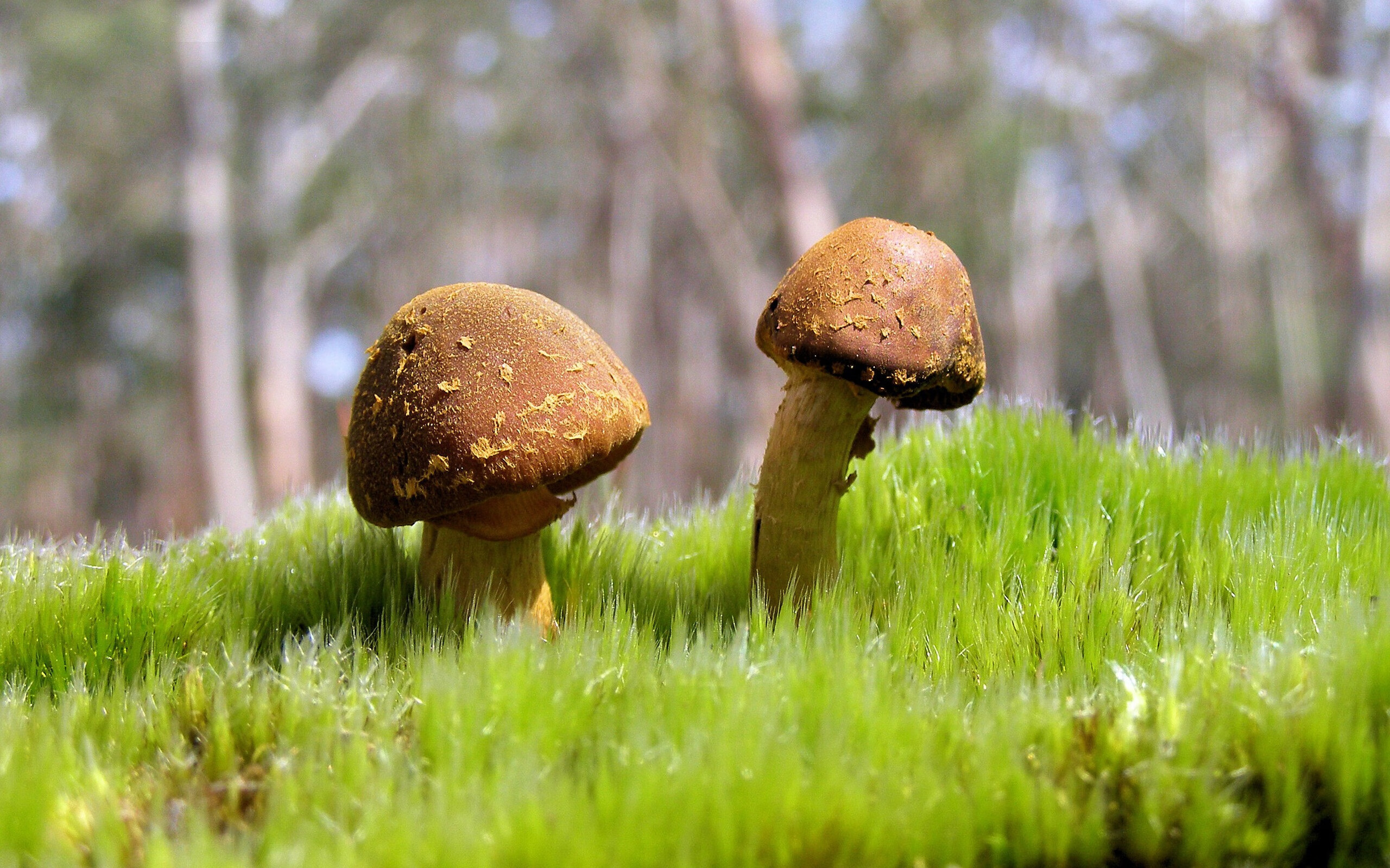 平凡球队中的非凡一夜,杰伦·格林如何在对阵骑士时写下草根逆袭的教科书