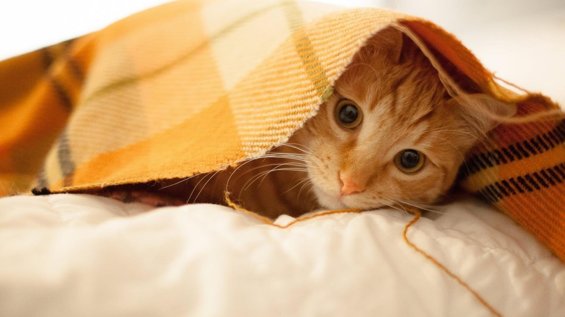 F1街道赛之夜,英格拉姆的硬仗之王王座在刺刀见红中铸就