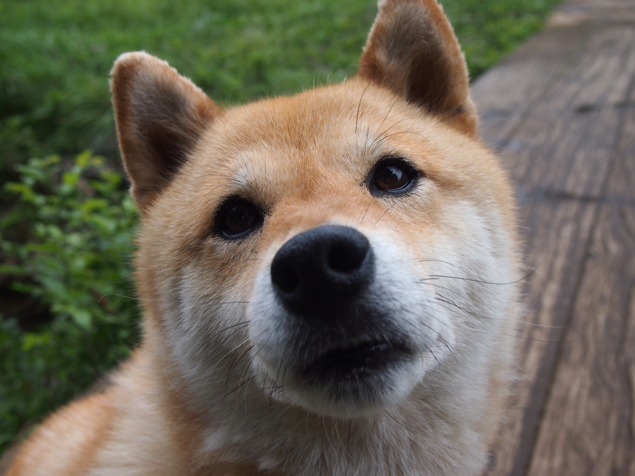 爱游戏-当「生涯之夜」遇上「不可复制」解析东契奇广厦对阵黄蜂的非凡一战