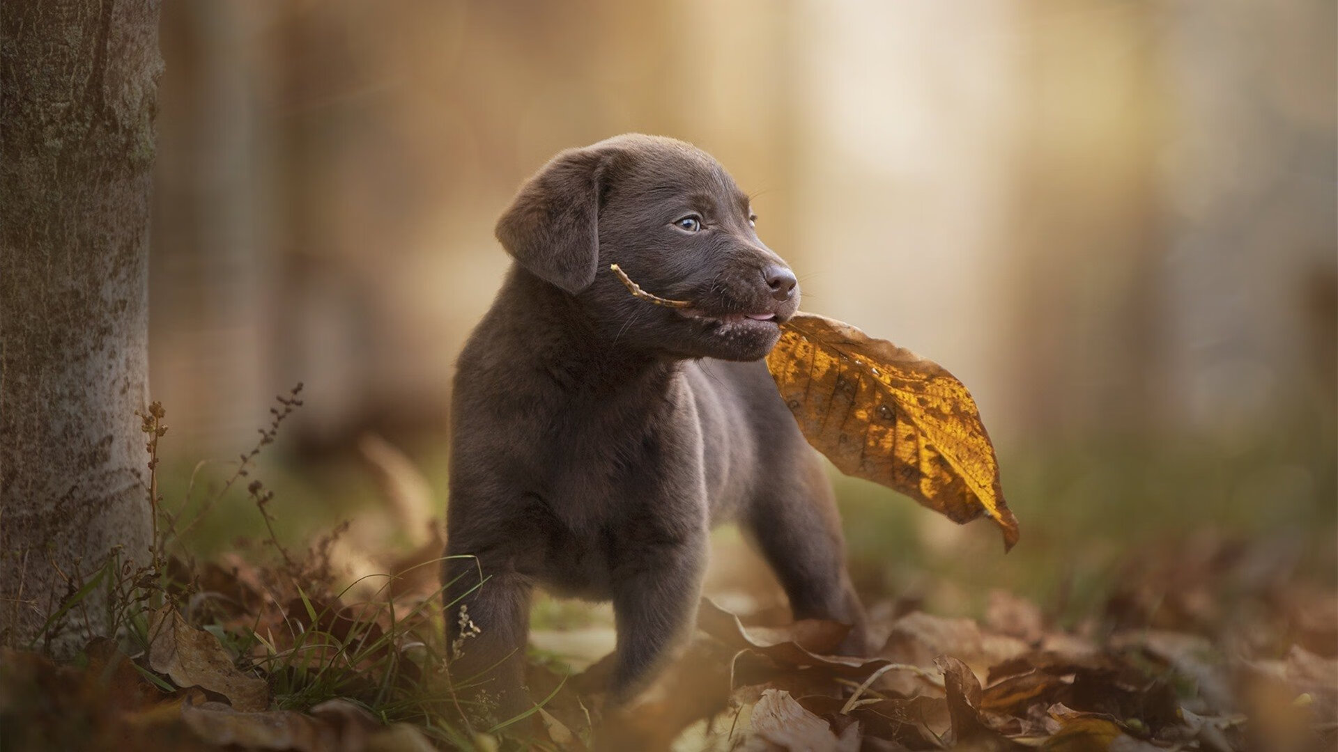 凤凰转身,英格拉姆一攻一传定乾坤,步行者铁阵提前埋葬鹈鹕悬念