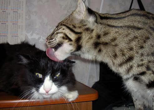 莫兰特式掌控!广东轻取上海,三节锁定胜局演绎熊王风范